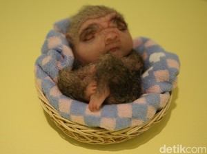 Patricia Piccinini: Mana Chimera Favoritmu di Museum MACAN?