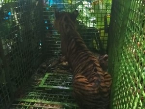 Harimau Sumatera yang Diduga Tewaskan Warga Lampung Barat Tertangkap