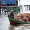 DPR Teriak Harga Rumput Laut Jatuh ke Rp 6.000/Kg, KKP Ungkap Faktanya