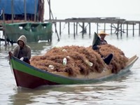 DPR Teriak Harga Rumput Laut Jatuh ke Rp 6.000/Kg, KKP Ungkap Faktanya