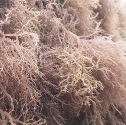 RI Bisa Raup Durian Runtuh Rp300 T dari Rumput Laut, Begini Caranya