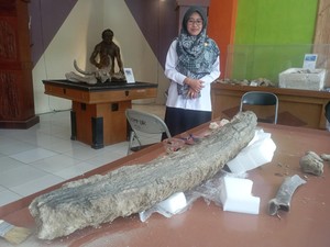 Gading Gajah Purba Tertimbun Bebatuan Bengawan Solo di Blora
