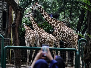 Wisata Malam Ragunan Sampai Jam Berapa? Simak Cara Beli Tiketnya