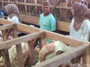 Pakai Jasa SPG untuk Jajakan Kambing Kurban, Penjualan Ali Naik Drastis