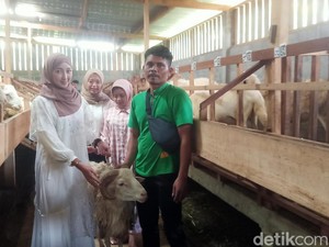 Cerita SPG Kambing Kurban di Wonosobo, Dulu Tak Tahu Kini Hapal Jenis Pakan