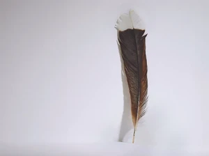 Pecahkan Rekor Bulu Termahal di Dunia, Ini Kisah Tragis Burung Huia