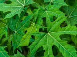 Catat! Ini Sederet Manfaat Daun Pepaya bagi Kesehatan, Yuk Dicoba Catat! Ini Sederet Manfaat Daun Pepaya bagi Kesehatan, Yuk Dicoba