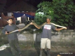 Tertangkapnya Ular Piton 3,5 Meter di Klaten yang Hendak Mangsa Bebek