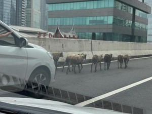 8 Kambing Nyelonong Masuk JLNT Casablanca Siang Tadi, Dievakuasi Polisi
