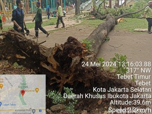 Ibu Muda Tertimpa Pohon Tumbang di Tebet Eco Park, Dilarikan ke RS