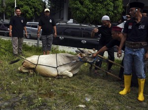 Boleh Potong Hewan Kurban di Luar RPH, Asal...