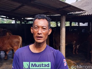 Melihat Persiapan Peternak Sapi di Sanan Kota Malang Jelang Iduladha