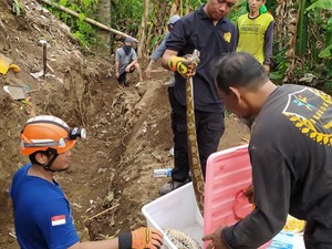 Bersarang di Pondasi Rumah Warga, Ular Sanca 2 Meter di Sleman Dievakuasi