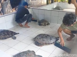 15 Penyu Selundupan di Jembrana Disita Polisi, Dirawat di Tempat Konservasi