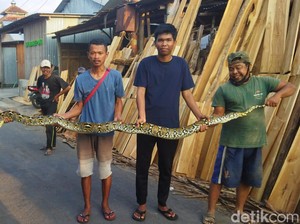 Hii! Ular Piton 3,5 Meter Nyaris Masuk Rumah Warga Sajen Klaten