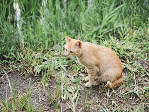 Kenapa Kucing Suka Mengonsumsi Rumput? Ini 5 Alasannya