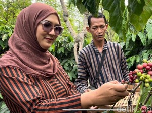 Melihat Desa Bangelan Malang Penghasil 260 Ton Kopi Sejak Zaman Belanda