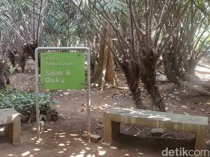 Mengenal Salak Khas Jakarta yang Langka di Cagar Buah Condet