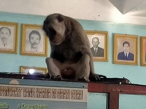 Monyet Nakal Pengganggu Siswa MI Walisongo Gresik Tertangkap di Ruang Guru
