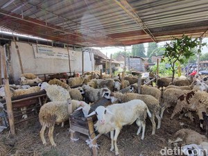 Ini Ciri Hewan Kurban Terbaik Menurut Hadits Rasulullah SAW