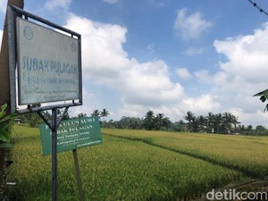 Belajar Kelola Warisan Budaya Dunia UNESCO, Pemda DIY Sambangi Subak Bali