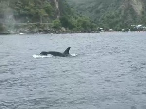 Kawanan Paus Orca Terlihat di Laut Olele Bone Bolango Gorontalo