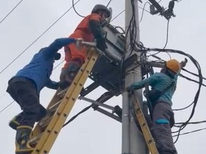 Ular Sanca 3 Meter Sebabkan Gangguan Listrik di Tasikmalaya