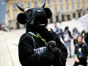 Kolombia Resmi Larang Adu Banteng, Masih Ada 7 Negara