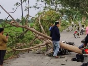 Pemotor Ketiban Pohon di Mlese Klaten, Motor Supra X Remuk