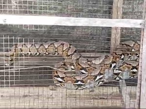 Viral Temuan Ular Piton Kepala 2 Berawal dari Ayam Bangkok Warga Hilang