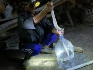 Ngeri! Kobra Jumbo 2 Meter Ditangkap Hendak Makan Ayam di Klaten