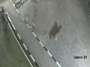 Geger Harimau Sumatera Masuk Masjid di Sumbar, Ini Kata BKSDA