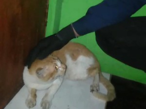 Kerap Serang Warga, Kucing Oyen di Bogor Dievakuasi Damkar