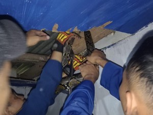 Hiii! Ular Sanca Ngumpet di Plafon Kamar Warga Banguntapan