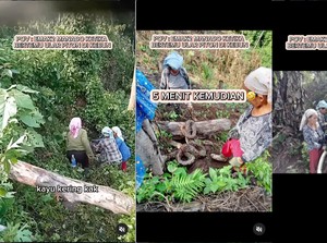 Gokil! Emak-emak di Manado Tangkap Ular Piton Besar Tanpa Takut