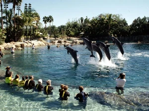 Seorang Anak Sekolah Tewas di Kolam Renang Taman Discovery Cove AS