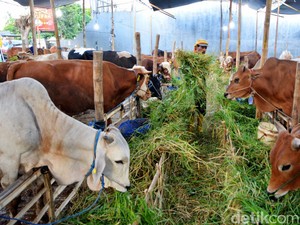 Ciri Hewan Kurban yang Sehat dan Dianjurkan oleh Rasulullah SAW