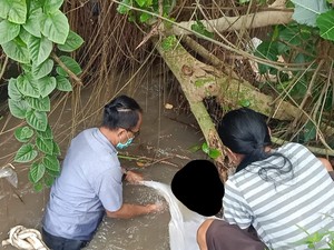 Geger! Mayat Bayi Mengapung di Saluran Irigasi Subak Nyitdah Tabanan