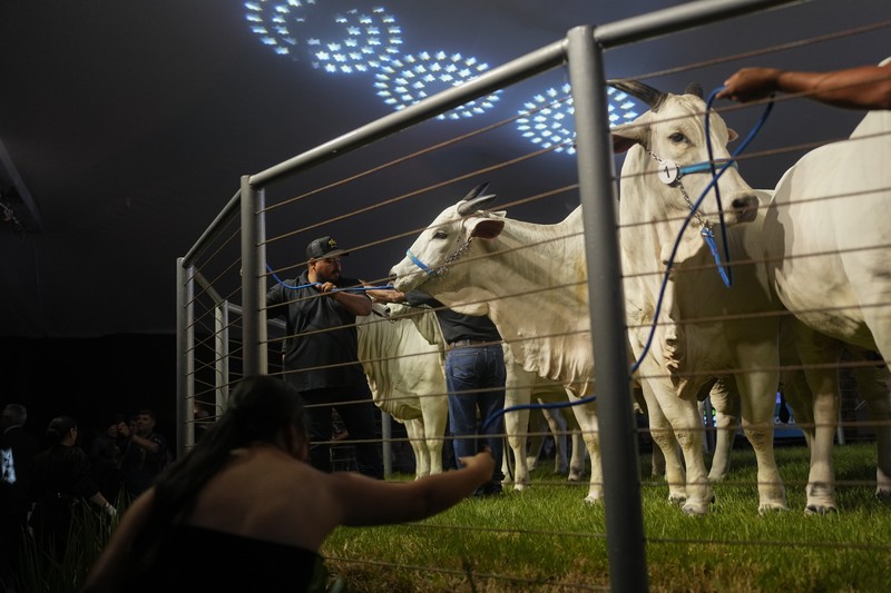 Brazil Cash Cow A stockman shows off the Nelore cow known as Viatina-19 at a farm in Uberaba, Minas Gerais state, Brazil, Friday, April 26, 2024. Viatina-19 is the product of years of efforts to raise meatier cows, and is the most expensive cow ever sold at auction, according to Guinness World Records. (AP Photo/Silvia Izquierdo)