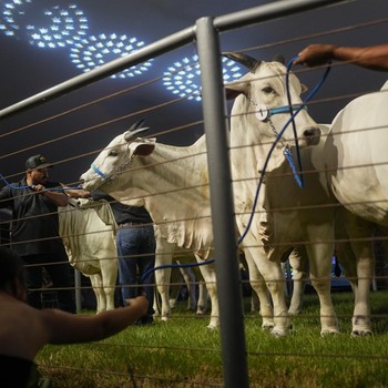 Melihat Sapi Termahal Dunia, Harganya Tembus Rp 64 Miliar