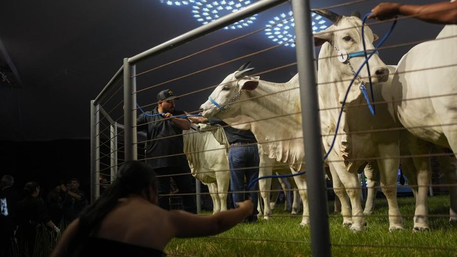 A stockman shows off the Nelore cow known as Viatina-19 at a farm in Uberaba, Minas Gerais state, Brazil, Friday, April 26, 2024. Viatina-19 is the product of years of efforts to raise meatier cows, and is the most expensive cow ever sold at auction, according to Guinness World Records. (AP Photo/Silvia Izquierdo)