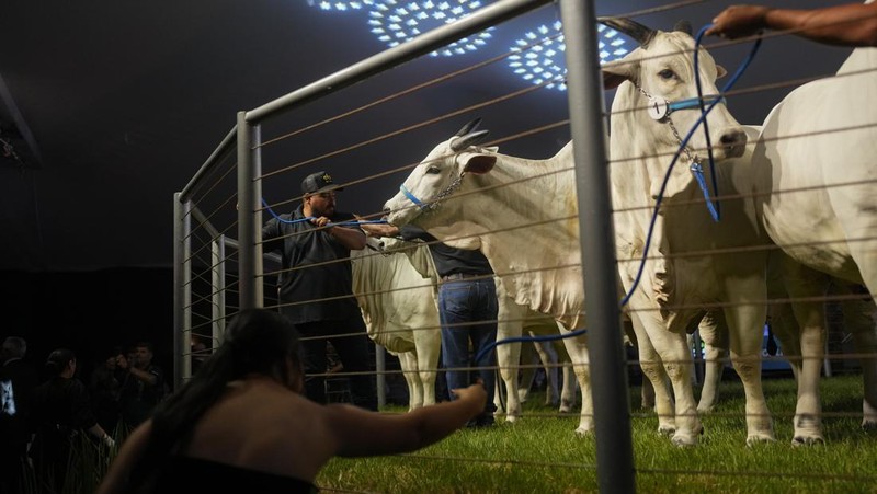 A stockman shows off the Nelore cow known as Viatina-19 at a farm in Uberaba, Minas Gerais state, Brazil, Friday, April 26, 2024. Viatina-19 is the product of years of efforts to raise meatier cows, and is the most expensive cow ever sold at auction, according to Guinness World Records. (AP Photo/Silvia Izquierdo)