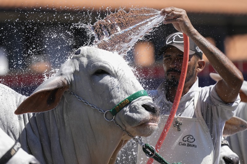 Brazil Cash Cow A stockman shows off the Nelore cow known as Viatina-19 at a farm in Uberaba, Minas Gerais state, Brazil, Friday, April 26, 2024. Viatina-19 is the product of years of efforts to raise meatier cows, and is the most expensive cow ever sold at auction, according to Guinness World Records. (AP Photo/Silvia Izquierdo)