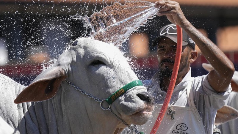 A stockman shows off the Nelore cow known as Viatina-19 at a farm in Uberaba, Minas Gerais state, Brazil, Friday, April 26, 2024. Viatina-19 is the product of years of efforts to raise meatier cows, and is the most expensive cow ever sold at auction, according to Guinness World Records. (AP Photo/Silvia Izquierdo)