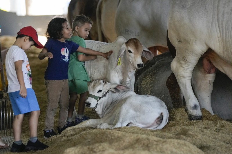 A stockman shows off the Nelore cow known as Viatina-19 at a farm in Uberaba, Minas Gerais state, Brazil, Friday, April 26, 2024. Viatina-19 is the product of years of efforts to raise meatier cows, and is the most expensive cow ever sold at auction, according to Guinness World Records. (AP Photo/Silvia Izquierdo)