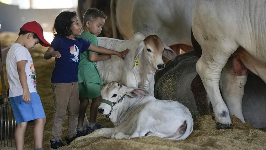 A stockman shows off the Nelore cow known as Viatina-19 at a farm in Uberaba, Minas Gerais state, Brazil, Friday, April 26, 2024. Viatina-19 is the product of years of efforts to raise meatier cows, and is the most expensive cow ever sold at auction, according to Guinness World Records. (AP Photo/Silvia Izquierdo)