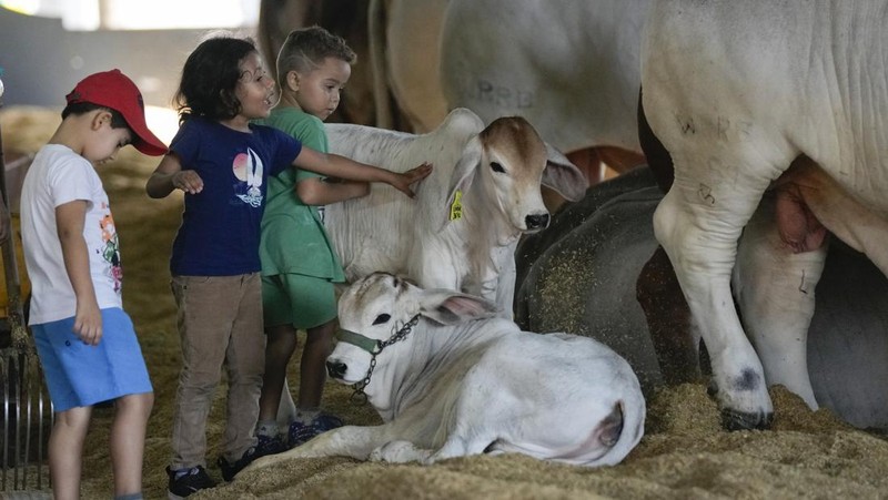A stockman shows off the Nelore cow known as Viatina-19 at a farm in Uberaba, Minas Gerais state, Brazil, Friday, April 26, 2024. Viatina-19 is the product of years of efforts to raise meatier cows, and is the most expensive cow ever sold at auction, according to Guinness World Records. (AP Photo/Silvia Izquierdo)