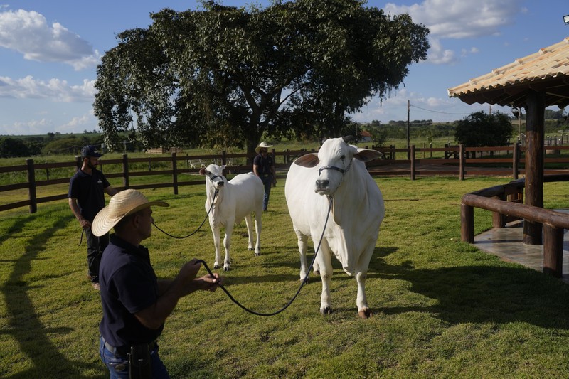 A stockman shows off the Nelore cow known as Viatina-19 at a farm in Uberaba, Minas Gerais state, Brazil, Friday, April 26, 2024. Viatina-19 is the product of years of efforts to raise meatier cows, and is the most expensive cow ever sold at auction, according to Guinness World Records. (AP Photo/Silvia Izquierdo)