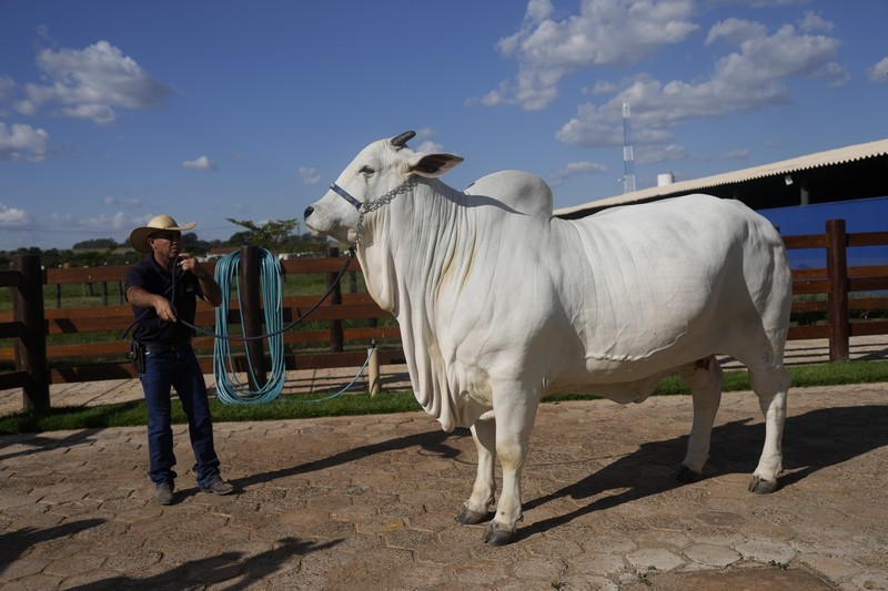 Brazil Cash Cow A stockman shows off the Nelore cow known as Viatina-19 at a farm in Uberaba, Minas Gerais state, Brazil, Friday, April 26, 2024. Viatina-19 is the product of years of efforts to raise meatier cows, and is the most expensive cow ever sold at auction, according to Guinness World Records. (AP Photo/Silvia Izquierdo)