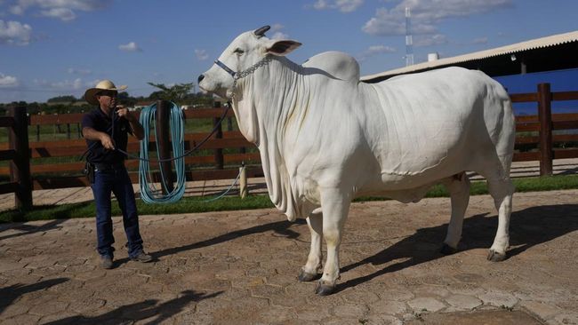 Sapi Termahal di Dunia Punya Pengawal Pribadi, Harganya Miliaran